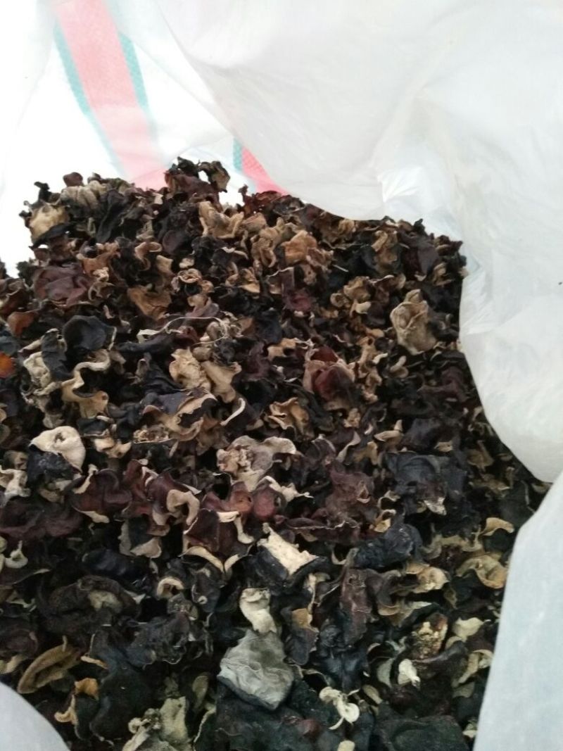 黑木耳二级