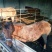 矮马100~200kg