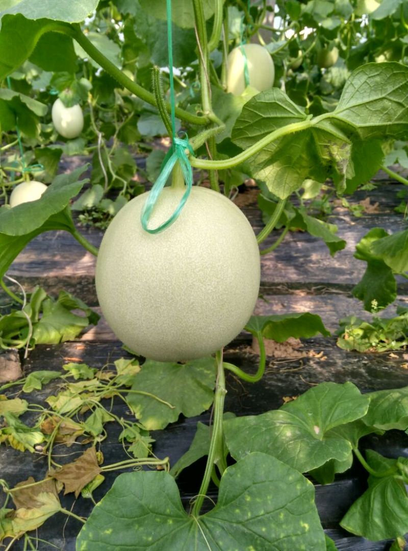 【山东莘县玉姑甜瓜】大量上市，皮毛干净口感好，全国发货