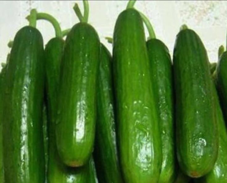 荷兰小黄瓜全国_批发_供应-一亩田农业网_专业的农产品信息商务平台