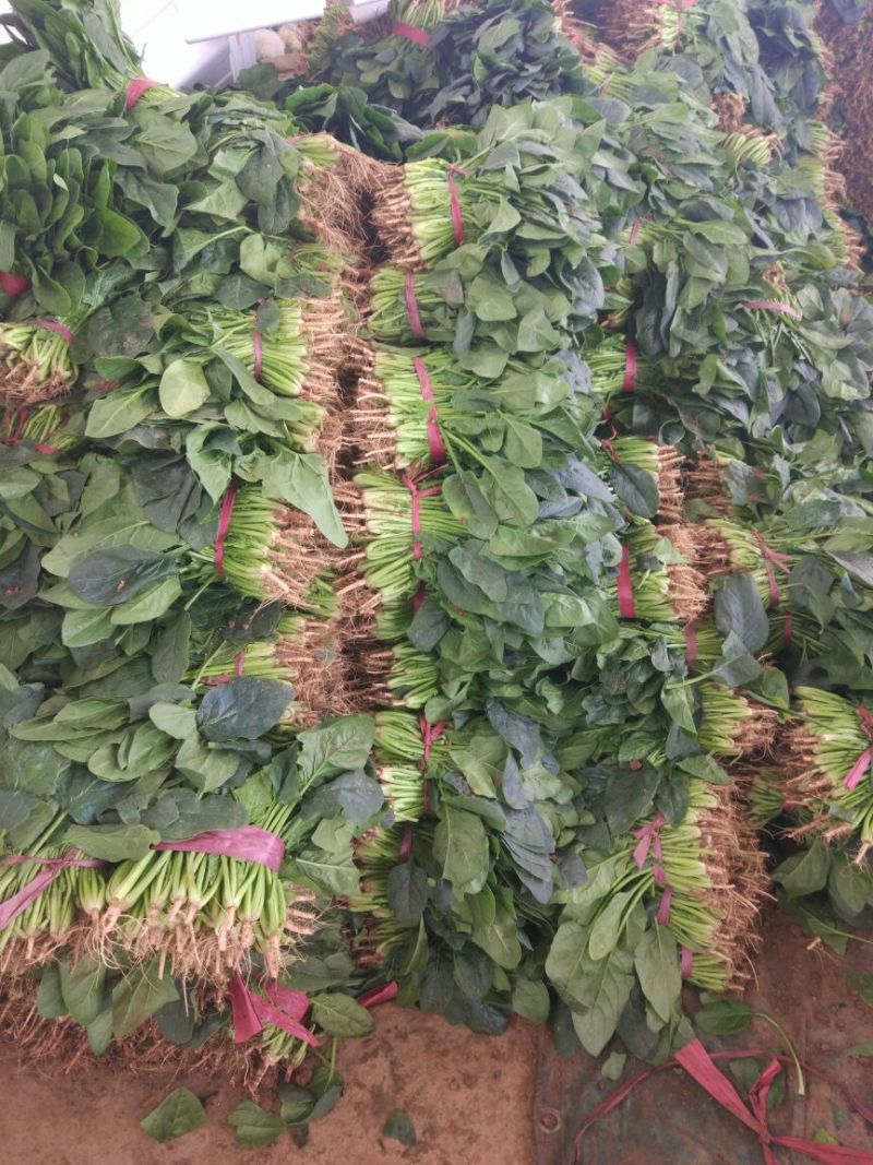 菠菜20~25厘米