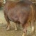 鲁西黄牛犊100~200kg