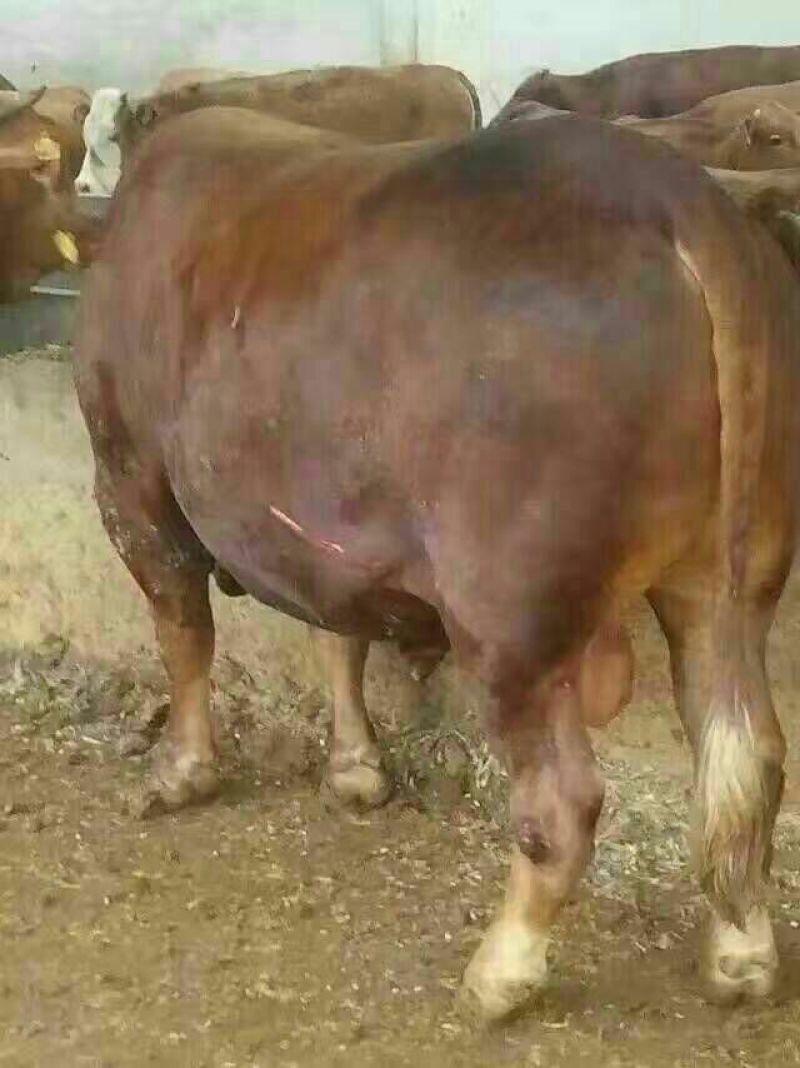 鲁西黄牛犊100~200kg
