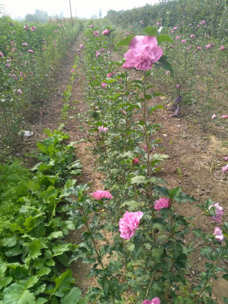 红花木槿树木槿花木槿丛生木槿规格齐全