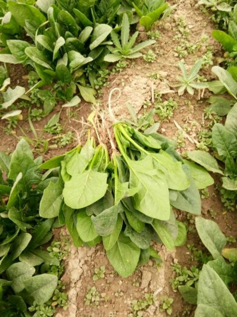 菠菜15~20厘米