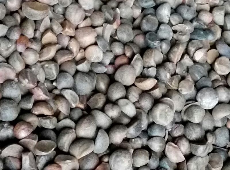 油茶籽99%以上