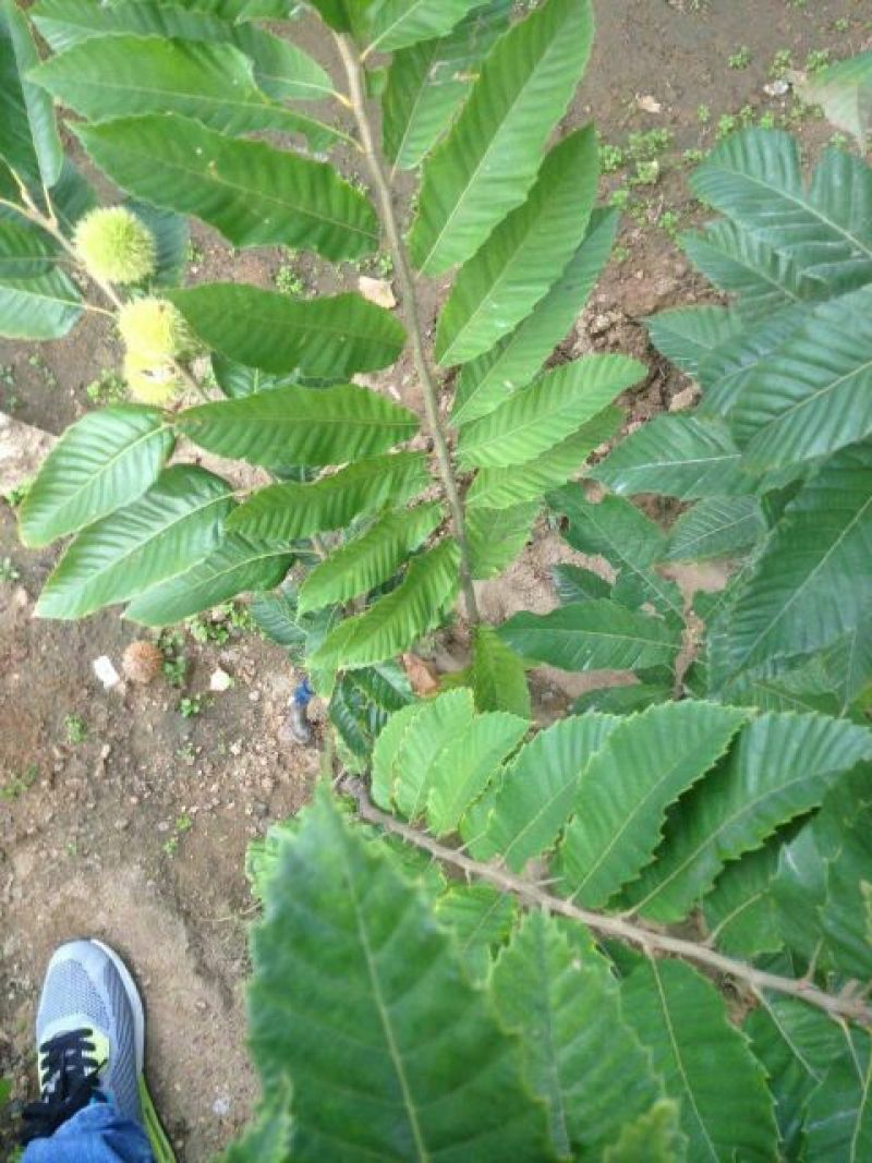 大红袍板栗苗80cm以上
