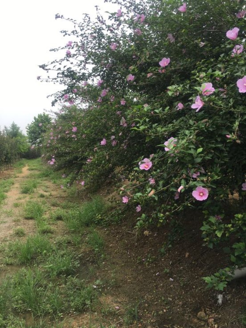 木槿