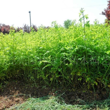 蔷薇花苗圃直销规格齐全价格优无中介