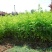 蔷薇花苗圃直销规格齐全价格优无中介