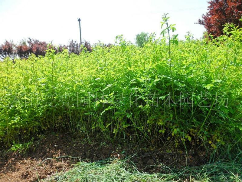 蔷薇花苗圃直销规格齐全价格优无中介