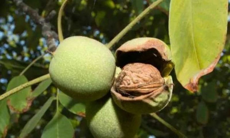 核桃去皮干