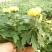 长春花价格长春花供应长春花