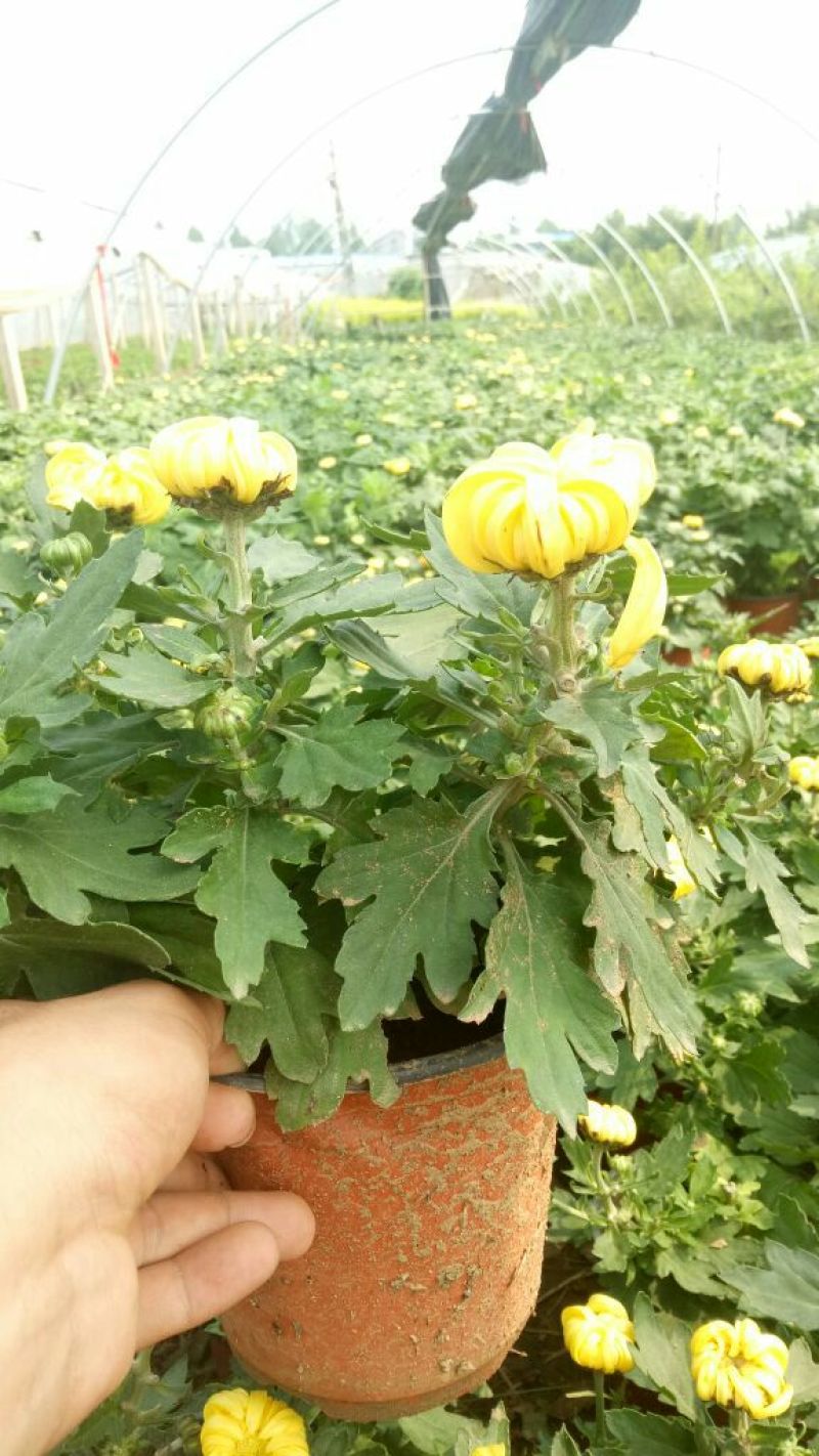 长春花价格长春花供应长春花