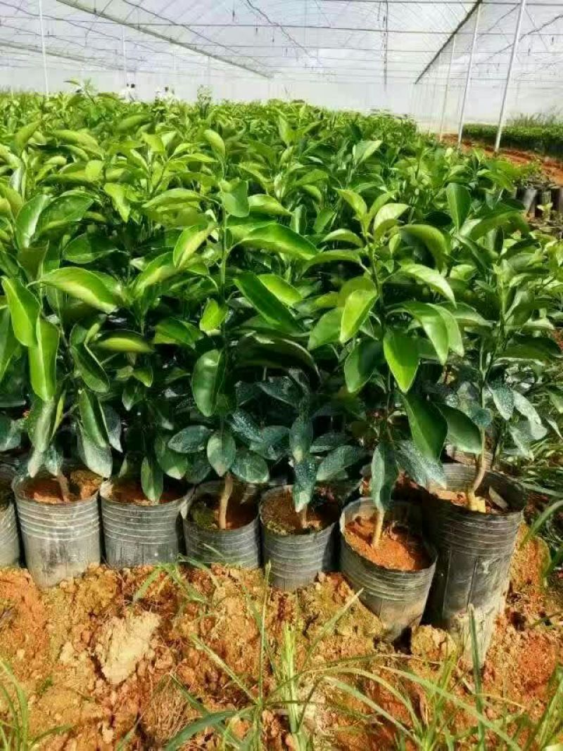 正宗赣南纽荷尔脐橙树苗无毒区培育地苗杯苗技术供应