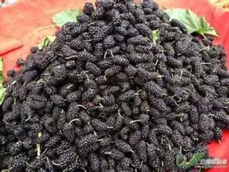 桑葚干无沙无尘产地直发一手货源支持线上保障交易