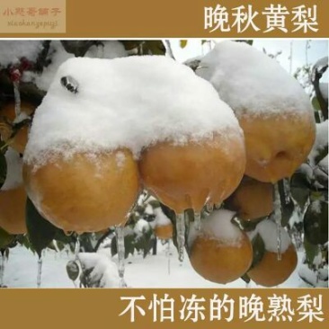 晚秋黄梨400~450g纸袋