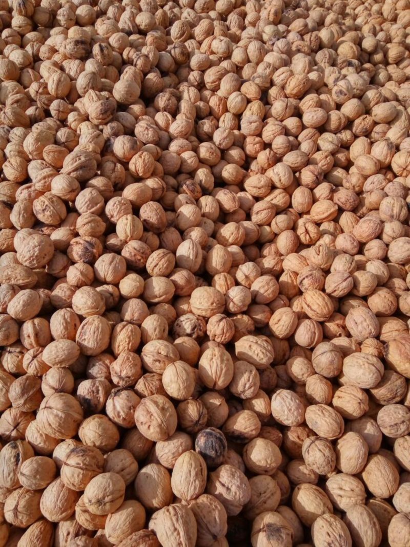 薄皮核桃30mm以上去皮干