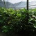 软枝油茶树30~50cm