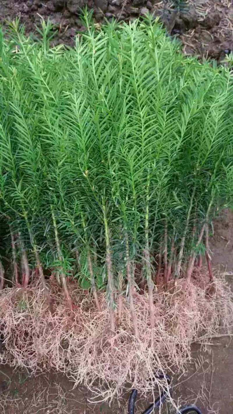 东北红豆杉苗50~60cm