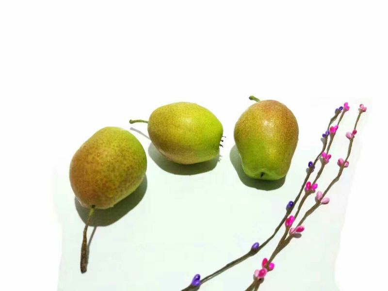 香梨250~300g60mm以上母