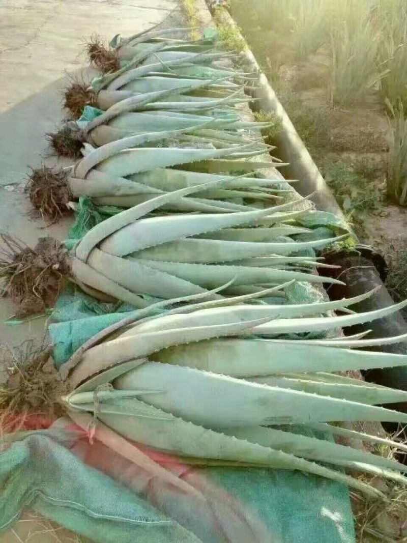 芦荟柱形20cm以上