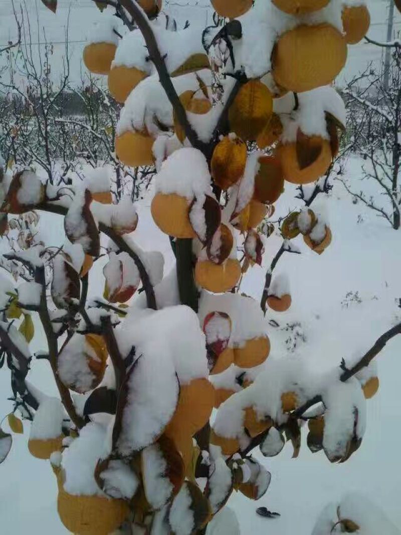 富硒梨600g以上膜袋
