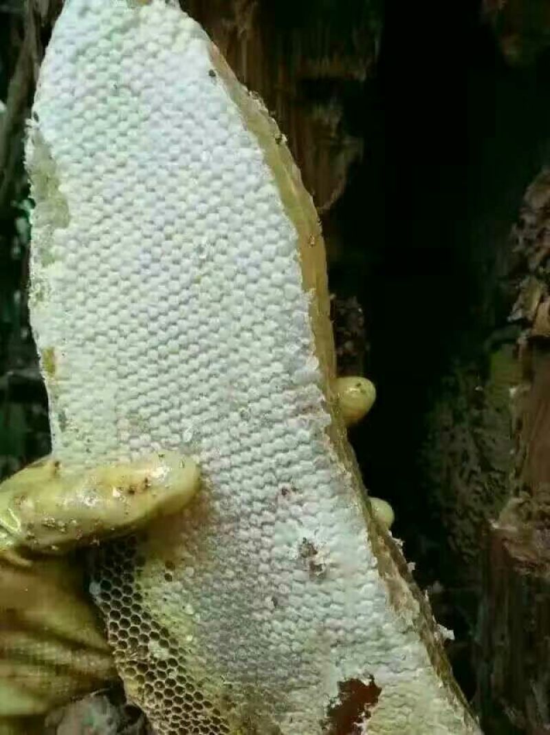 云南野生土蜂蜜石蜂蜜2斤
