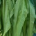红香油麦菜30~35厘米以上