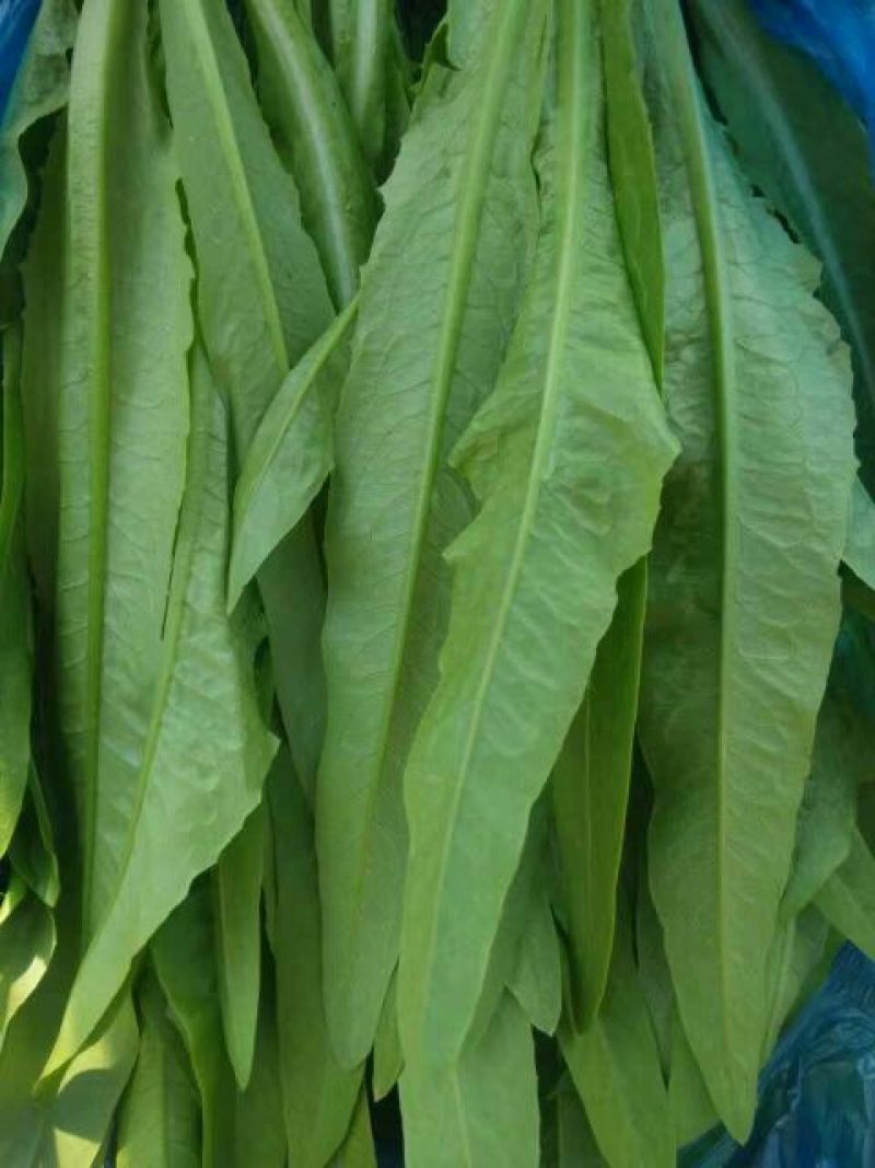 红香油麦菜30~35厘米以上