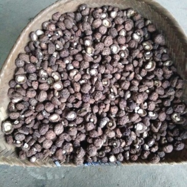 干香菇