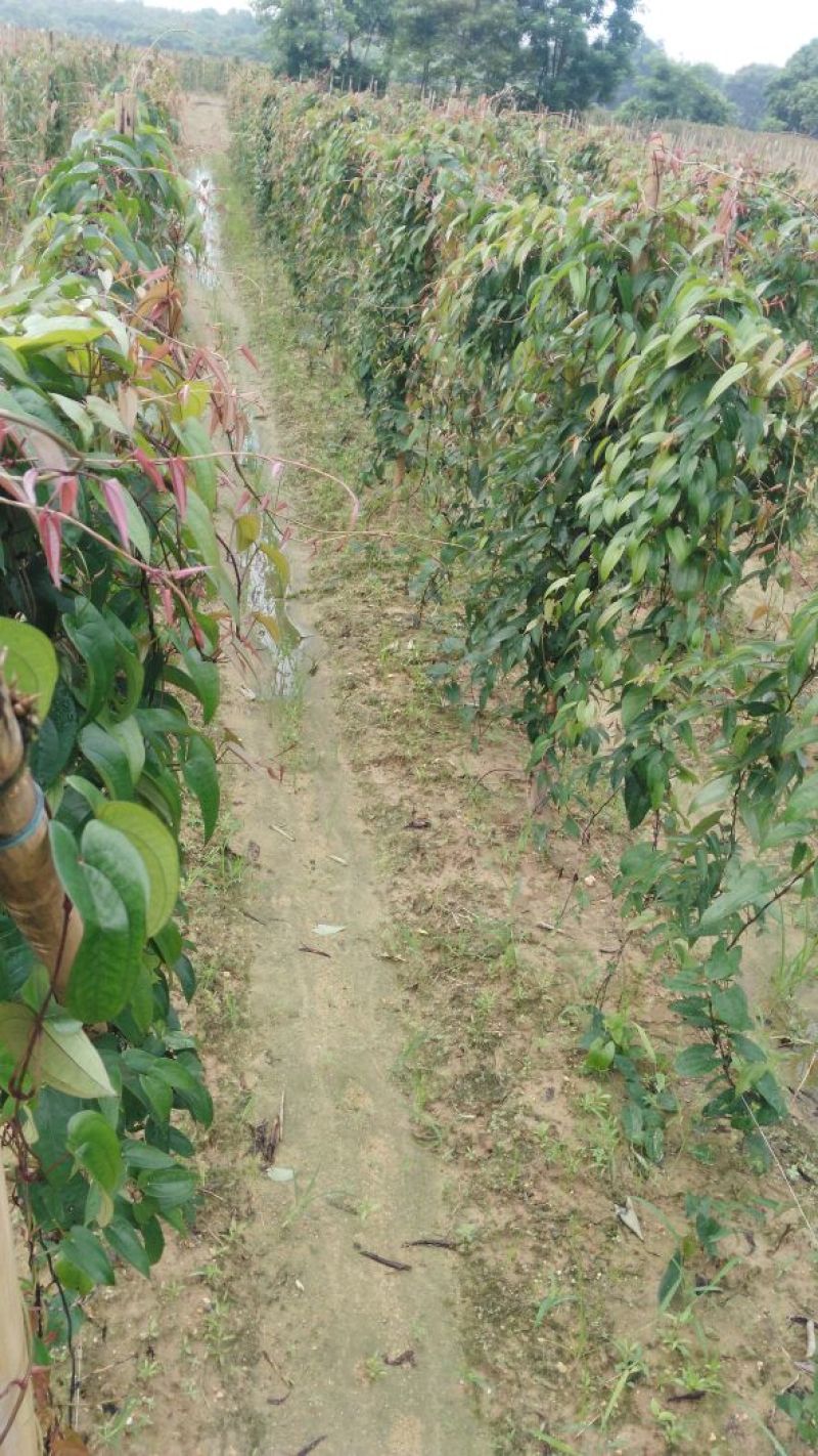 淮山药5~6厘米特级