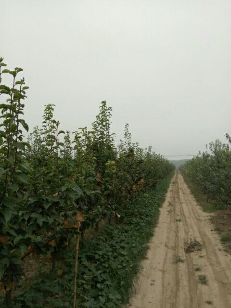 晚秋黄梨纸加膜