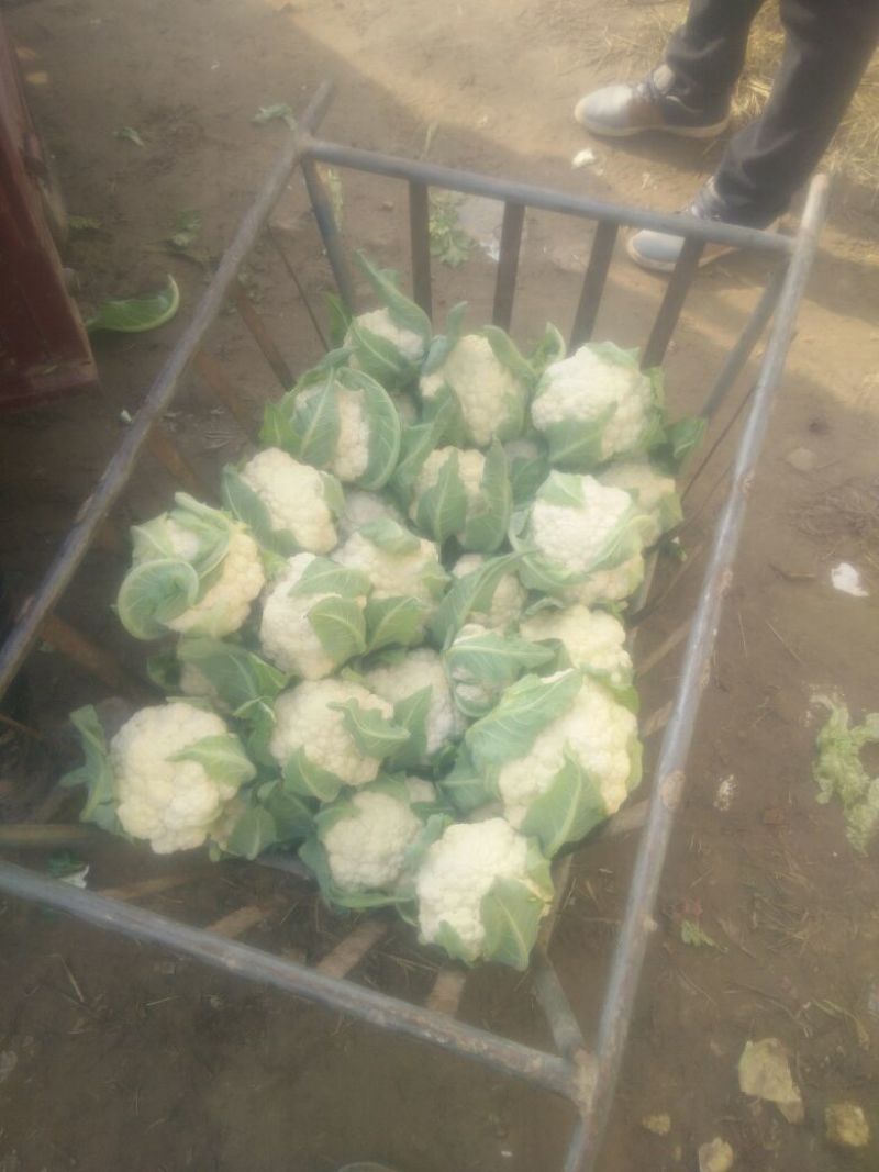 白花菜包装