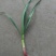 红根蒜苗45~50cm