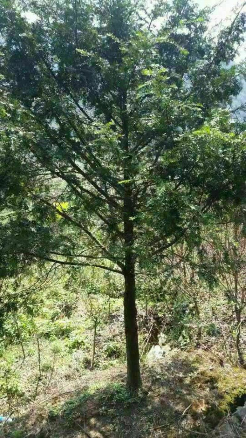 红豆杉占地苗实用苗木土球五十五