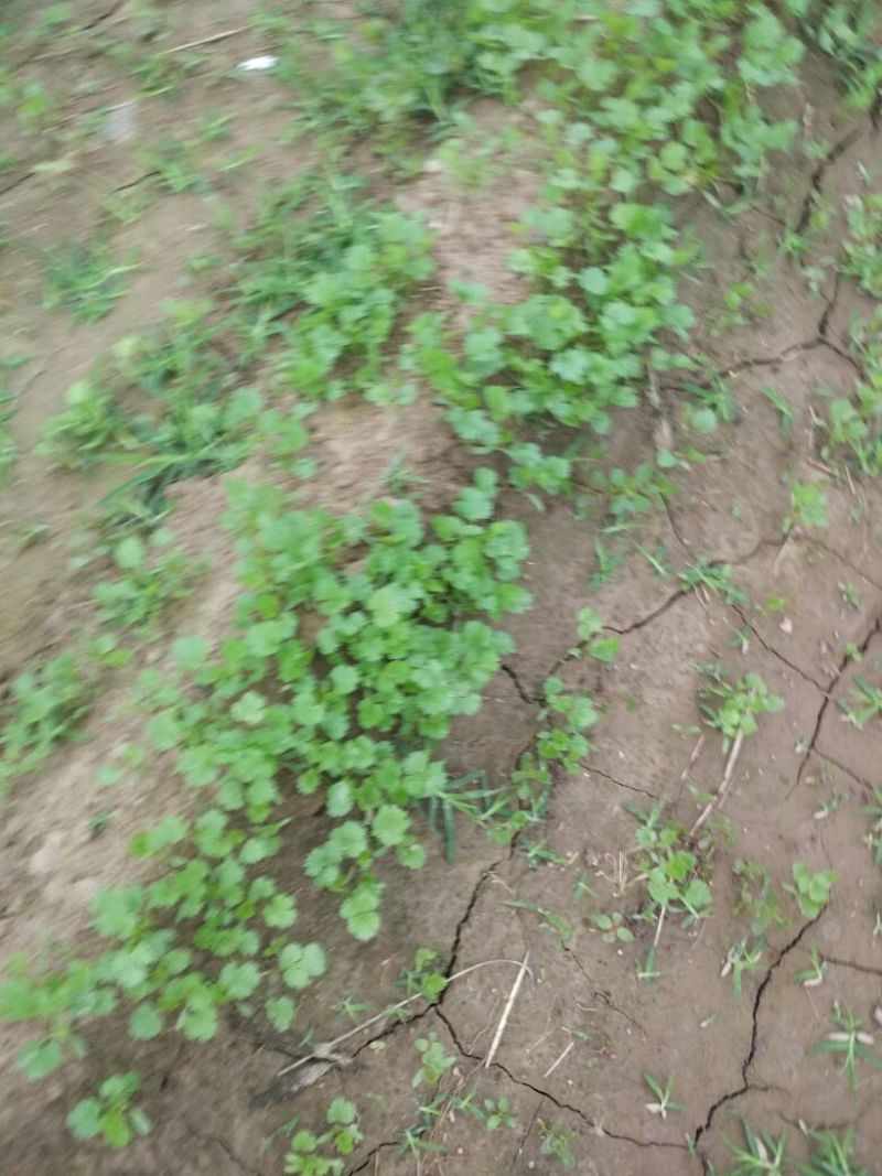 越冬菠菜15~20厘米