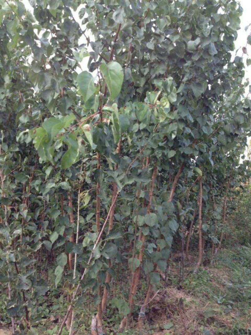 李子树苗50~100cm