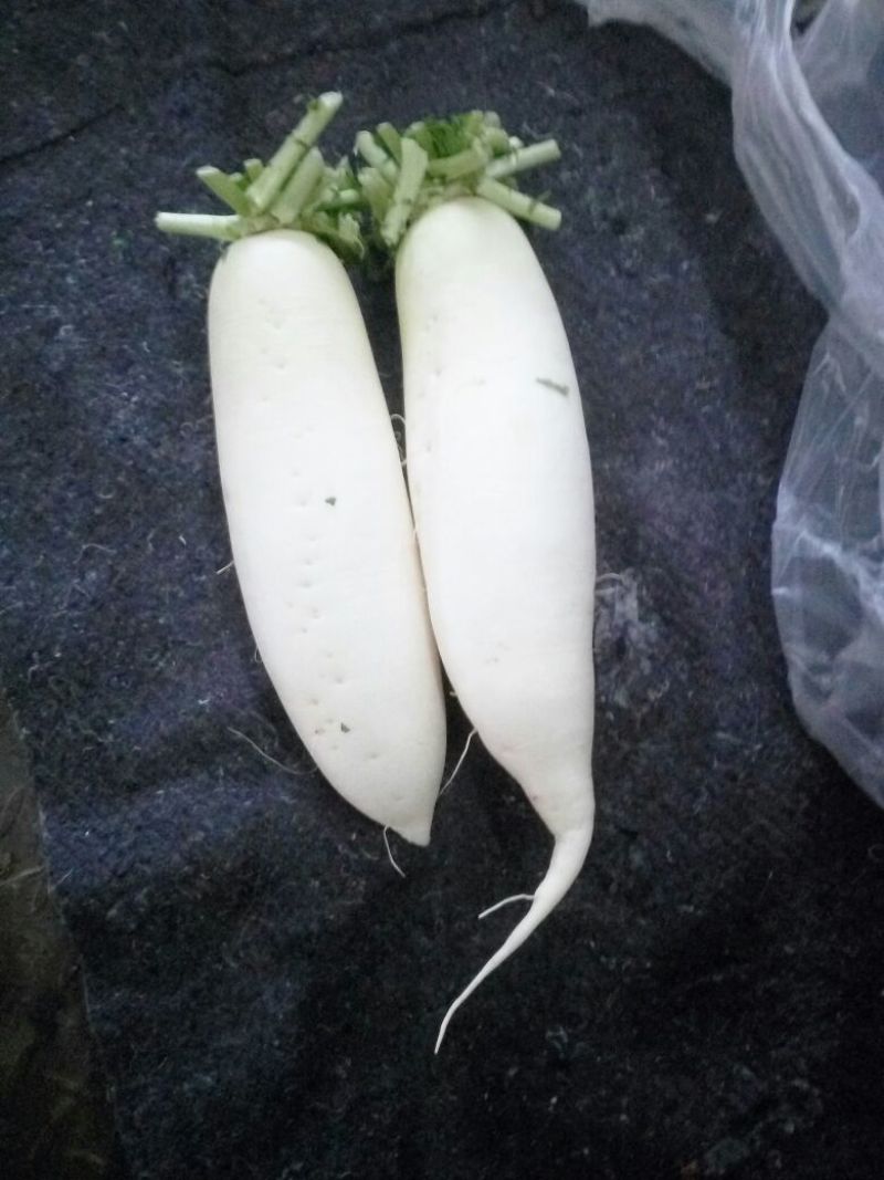 白萝卜1.5~2斤起