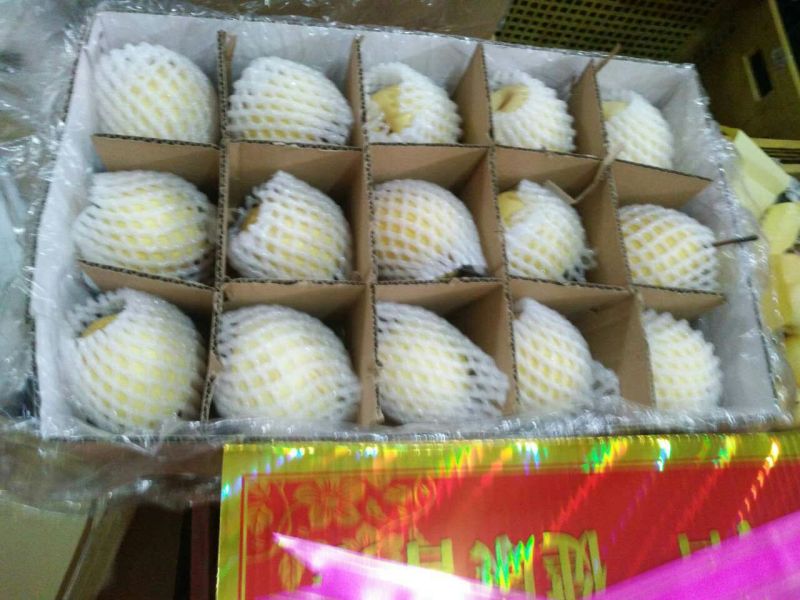 【优质】陕西蒲城酥梨，基地直发，纸袋150~200g