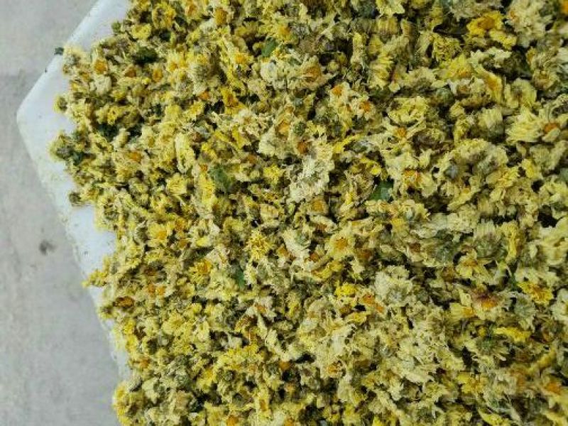 杭州白菊散装