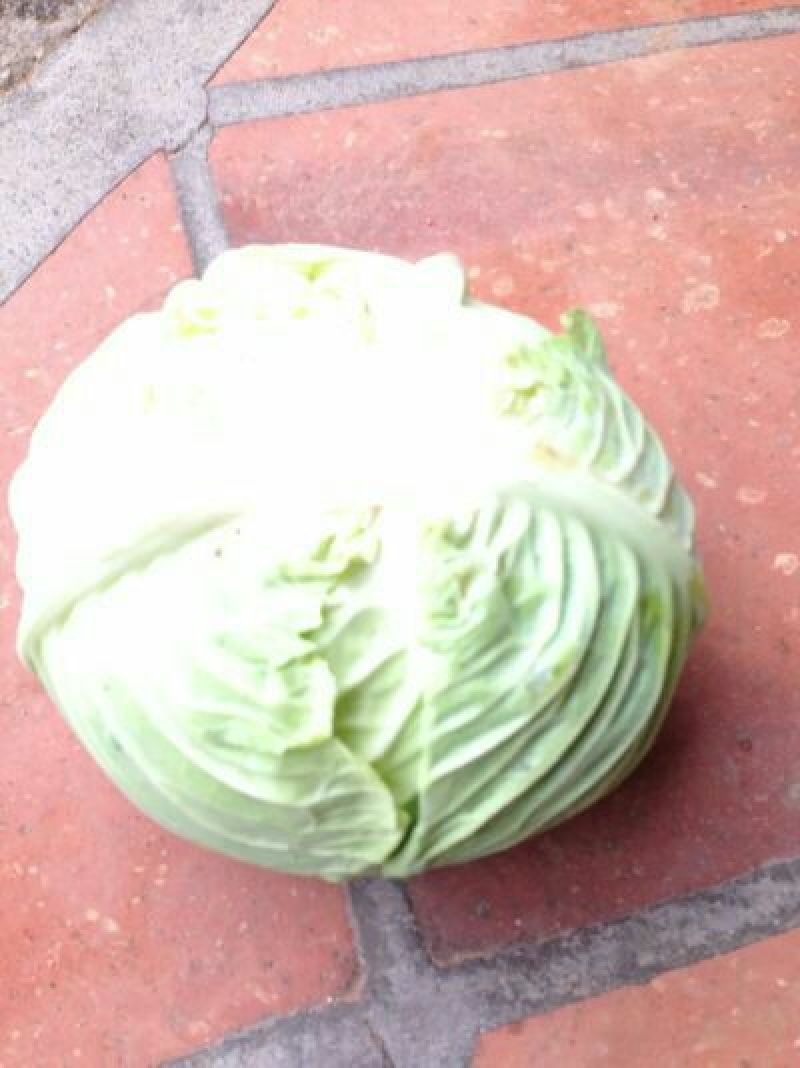 大包菜（铁头包菜）