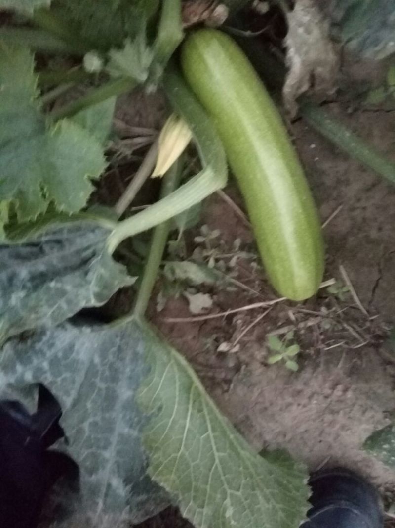 优质绿皮西葫芦、山东省聊城市莘县基地直供
