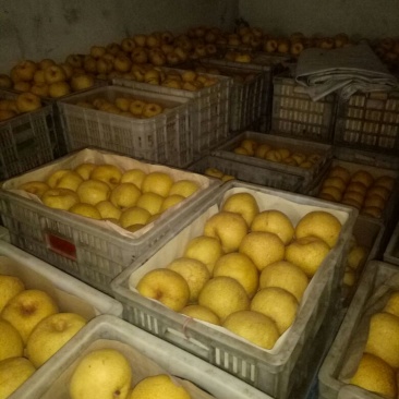 砀山梨250~300g光果