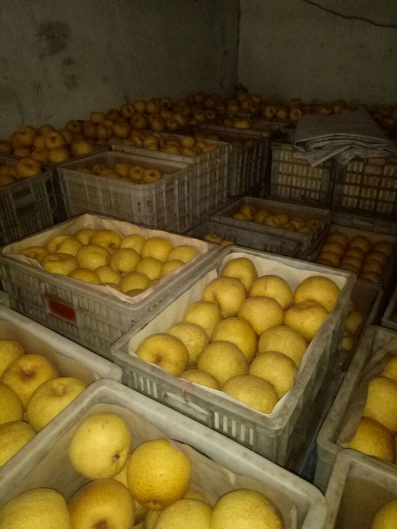 砀山梨250~300g光果