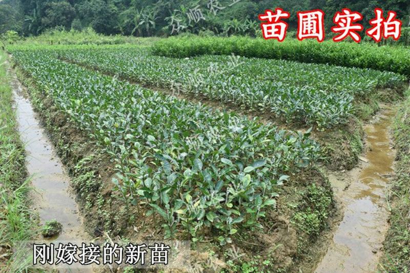 三红柚子苗0.5~0.8m0.5~0.8cm