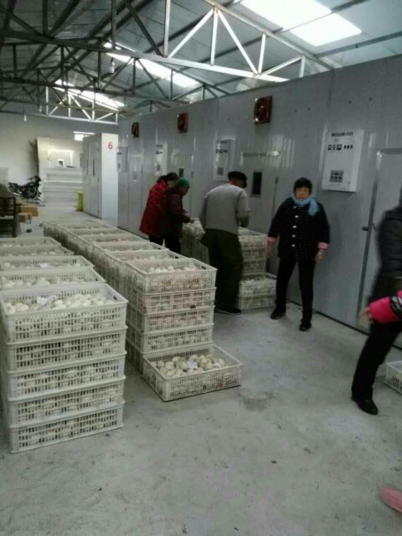 鹅苗250g以下