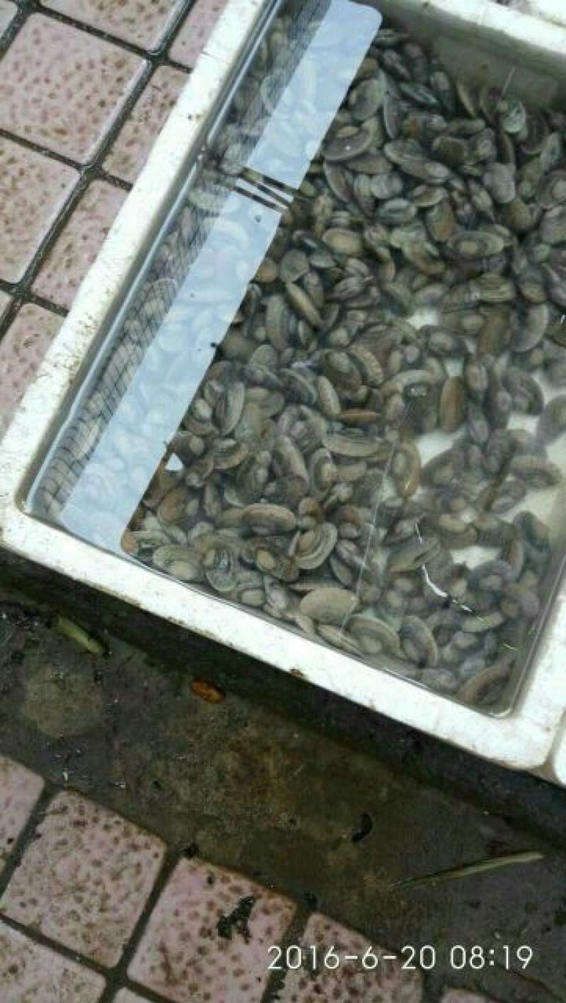 花蛤杂色蛤食用鲜活