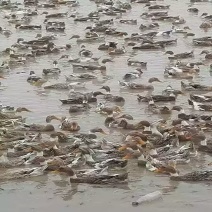 腊鸭