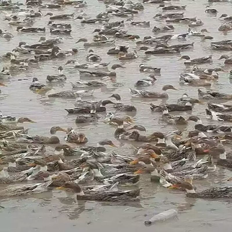 腊鸭